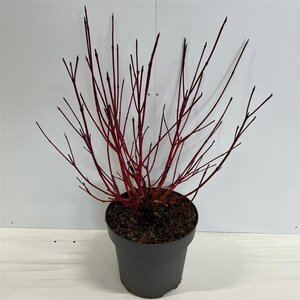 Cornus alba 'Sibirica' 80-100 cm cont. 12L