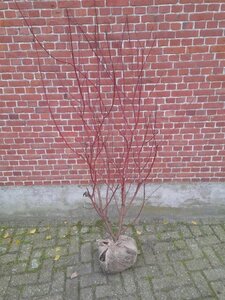 Cornus alba 'Sibirica' 80-100 cm met kluit - afbeelding 6
