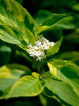 Cornus alba 'Spaethii' 60-100 cm wortelgoed - afbeelding 1