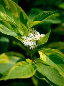 Cornus alba 'Spaethii' 60-100 cm wortelgoed