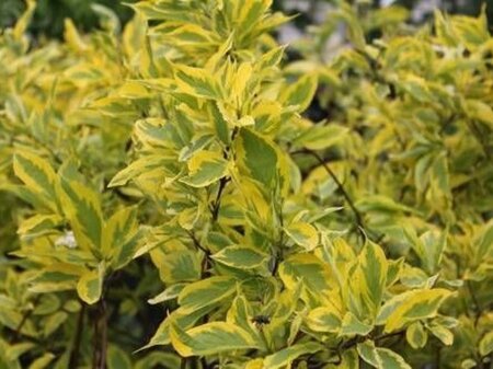 Cornus alba 'Spaethii' 60-100 cm wortelgoed - afbeelding 2