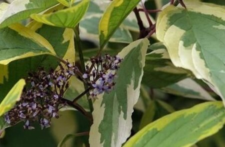 Cornus alba 'Spaethii' 60-100 cm wortelgoed - afbeelding 3