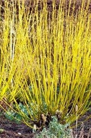 Cornus 'Aurora' (Rutban) 60-80 cm met kluit
