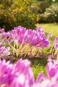Colchicum autumnale geen maat specificatie 0,55L/P9cm