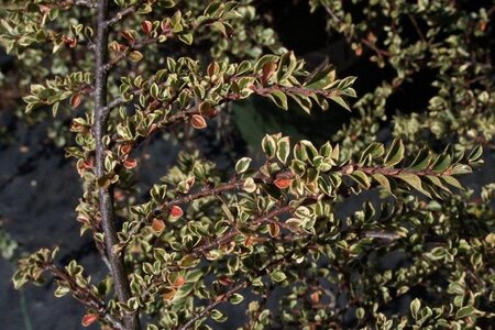 Cotoneaster atrop. 'Variegatus' 25-30 cm cont. 2,0L - afbeelding 1