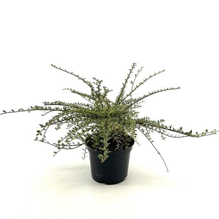 Cotoneaster atrop. 'Variegatus' 25-30 cm cont. 2,0L - afbeelding 5