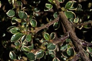 Cotoneaster atrop. 'Variegatus' 25-30 cm cont. 2,0L - afbeelding 2