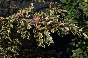 Cotoneaster atrop. 'Variegatus' 25-30 cm cont. 2,0L - afbeelding 3