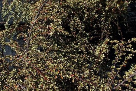 Cotoneaster atrop. 'Variegatus' 25-30 cm cont. 2,0L - afbeelding 4
