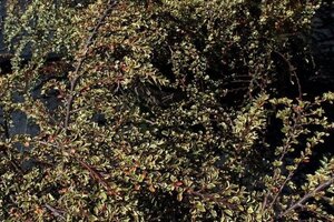 Cotoneaster atrop. 'Variegatus' 25-30 cm cont. 2,0L - afbeelding 4