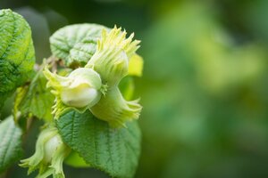 Corylus avellana 100-125 cm BR 3-5 BR bushes - image 2