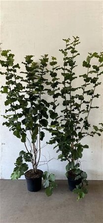 Corylus avellana 125-150 cm cont. 7,5L - afbeelding 4