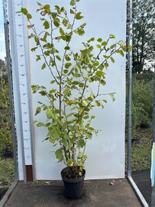 Corylus avellana 125-150 cm cont. 7,5L