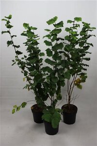 Corylus avellana 125-150 cm cont. 7,5L - afbeelding 5