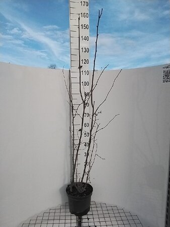 Corylus avellana 125-150 cm cont. 7,5L - afbeelding 7