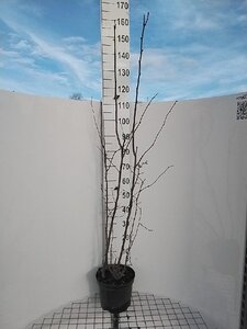 Corylus avellana 125-150 cm cont. 7,5L - afbeelding 7