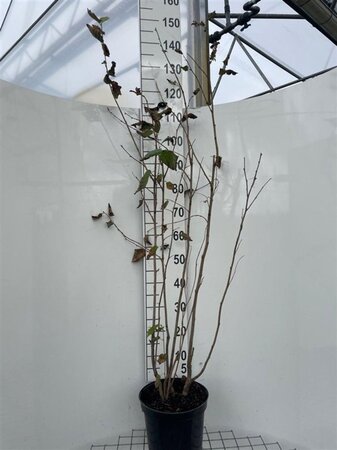 Corylus avellana 125-150 cm cont. 7,5L - image 2