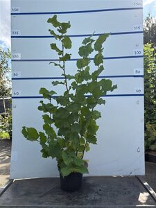 Corylus avellana 125-150 cm cont. 7,5L - image 3