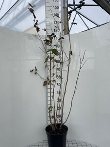 Corylus avellana 125-150 cm cont. 7,5L - image 3