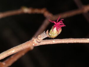 Corylus avellana 125-150 cm RB bushes - image 3