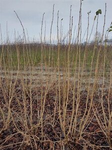 Corylus avellana 150-175 cm RB bushes - image 4
