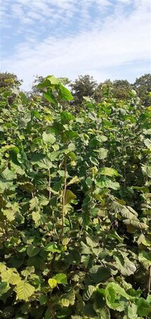Corylus avellana 175-200 cm met kluit solitair - afbeelding 4