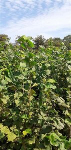Corylus avellana 175-200 cm met kluit solitair - afbeelding 4