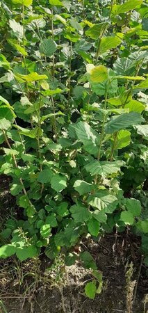 Corylus avellana 175-200 cm met kluit solitair - afbeelding 5