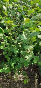 Corylus avellana 175-200 cm met kluit solitair - afbeelding 5