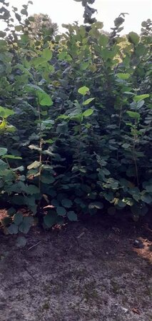 Corylus avellana 175-200 cm met kluit solitair - afbeelding 6