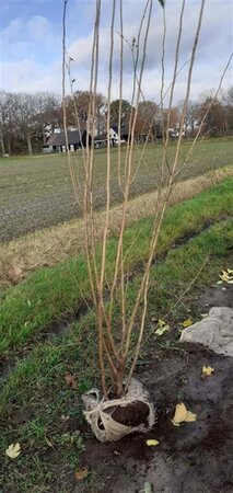 Corylus avellana 175-200 cm RB Single - image 7