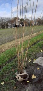 Corylus avellana 175-200 cm RB Single - image 7