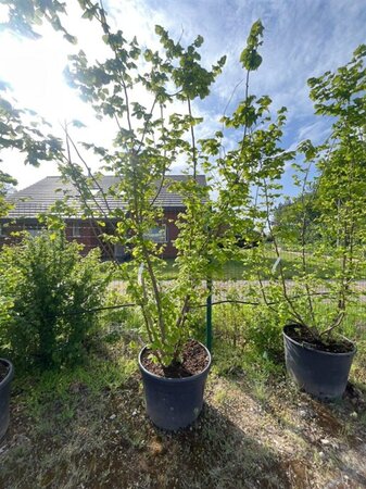 Corylus avellana 250-300 cm container multi-stem