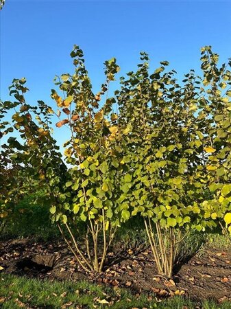 Corylus avellana 300-350 cm draadkluit - afbeelding 3