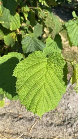 Corylus avellana 300-350 cm draadkluit - afbeelding 4