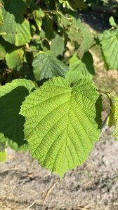 Corylus avellana 300-350 cm draadkluit - afbeelding 4