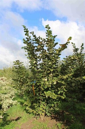 Corylus avellana 300-350 cm draadkluit - afbeelding 6