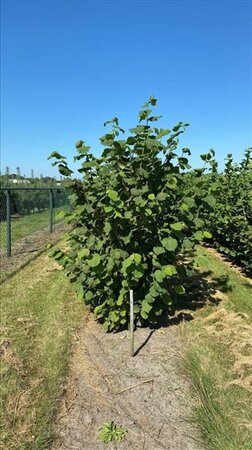 Corylus avellana 300-350 cm draadkluit - afbeelding 5
