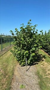 Corylus avellana 300-350 cm draadkluit - afbeelding 5
