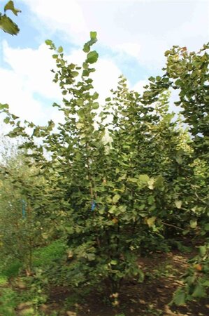 Corylus avellana 300-350 cm draadkluit - afbeelding 7