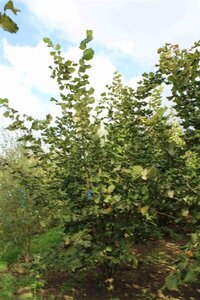 Corylus avellana 300-350 cm draadkluit - afbeelding 7