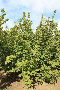 Corylus avellana 300-350 cm draadkluit - afbeelding 8