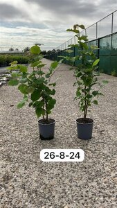 Corylus avellana 40-60 cm cont. 2,5L