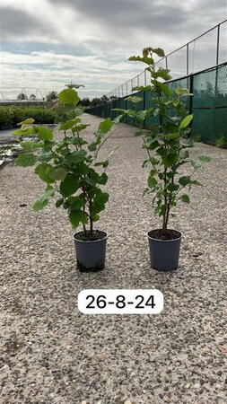 Corylus avellana 40-60 cm cont. 2,5L