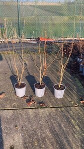 Corylus avellana 60-100 cm cont. 2,0L - afbeelding 2