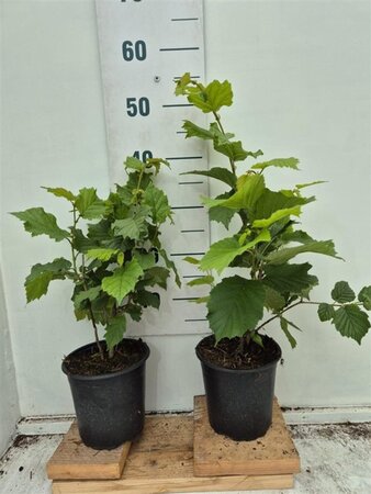 Corylus avellana 60-100 cm cont. 2,0L - afbeelding 4