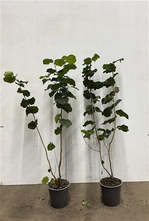 Corylus avellana 60-100 cm cont. 2,0L - afbeelding 5