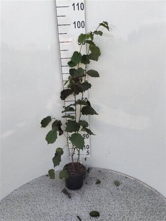 Corylus avellana 60-100 cm cont. 2,0L - afbeelding 3