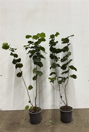 Corylus avellana 60-100 cm cont. 2,5L - afbeelding 2
