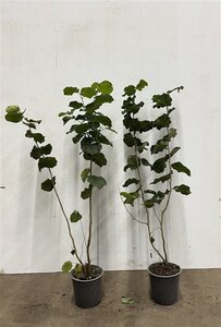 Corylus avellana 60-100 cm cont. 2,5L - afbeelding 2